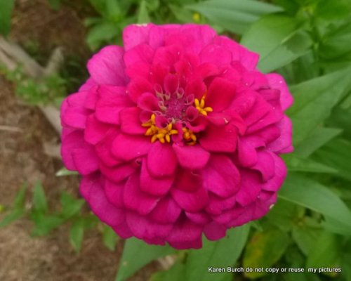 Zinnia bright pink
