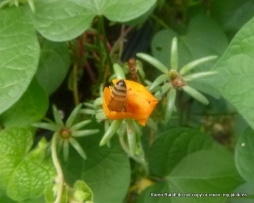 yellow mos rose with bee