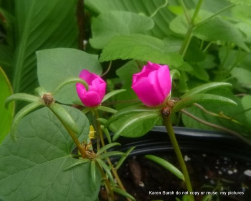 moss rose bright pink