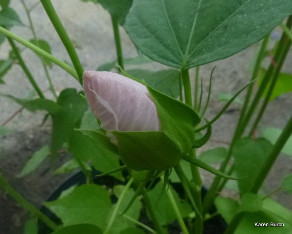 Hibiscus moscheutos Mix Swamp Mallow Pink bud