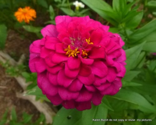 Zinnia bright pink