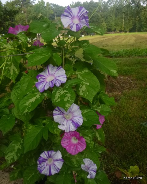 japanese morning glory large flower pink and purple blizzard