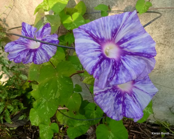 Japanese Morning Glory Large Flower Tie dye