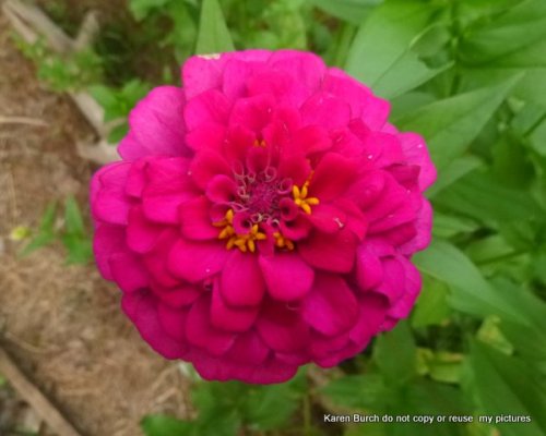 Zinnia bright pink