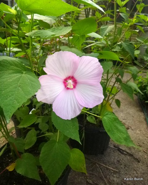 Mix Hardy Hibiscus Monscheutos pink lime green leaves