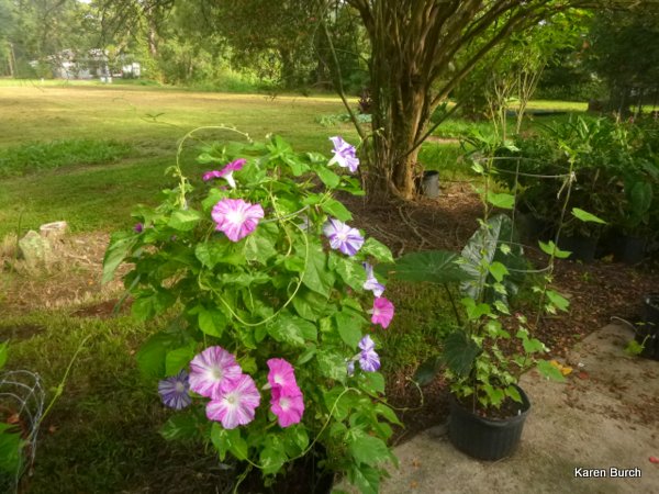 Japanese Morning Glory large flower mix Sazanami X Hanahabuki