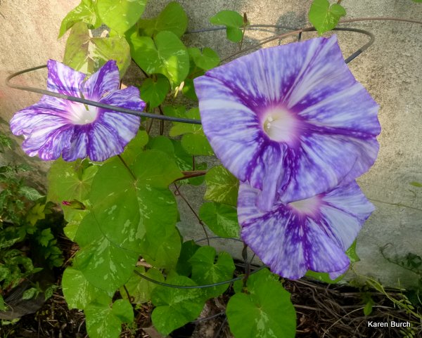 Japanese Morning Glory Large Flower Tie dye
