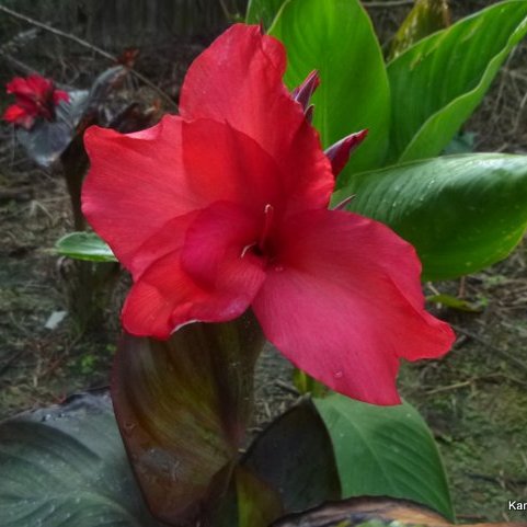 Red Raspberry Truffle canna lily seedling