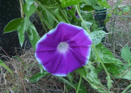 Japanese Morning Glory Shidare
