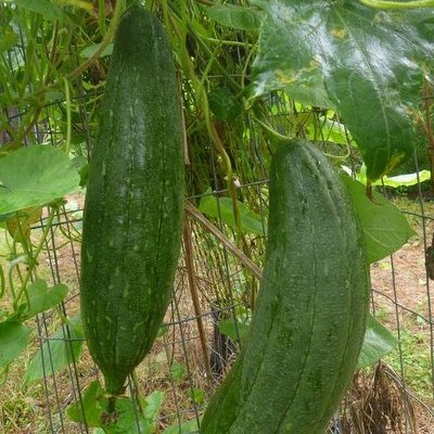 luffa gourds still green