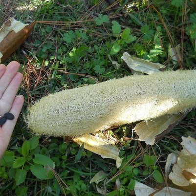 luffa seeds next to a harvested luffa gourd