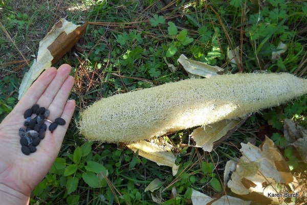 luffa seeds next to a harvested luffa gourd