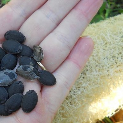 luffa seeds