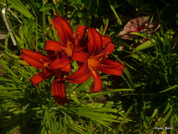 Red Ribs Daylily Seedlings