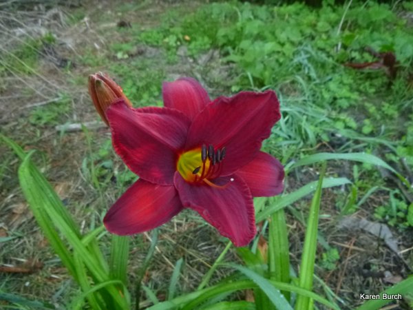 Big Red white daylily