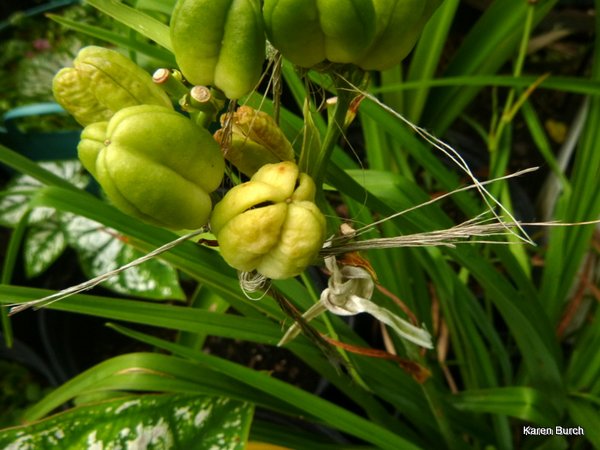 Daylily Pods