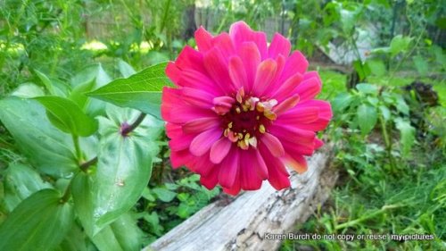 zinnia pink