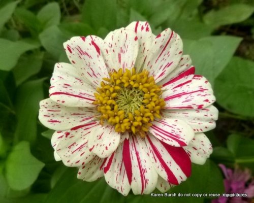 striped pink zinnia