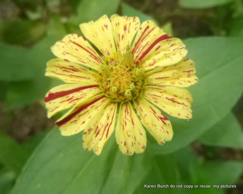 red yellow stripe zinnia
