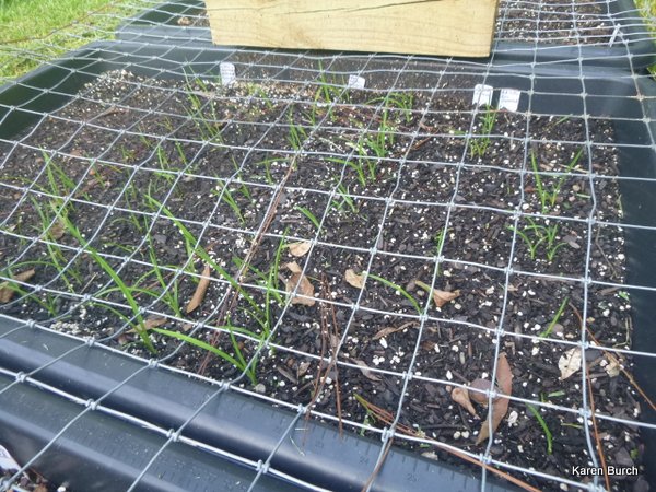 Freshly Planted Daylilies are sprouting!