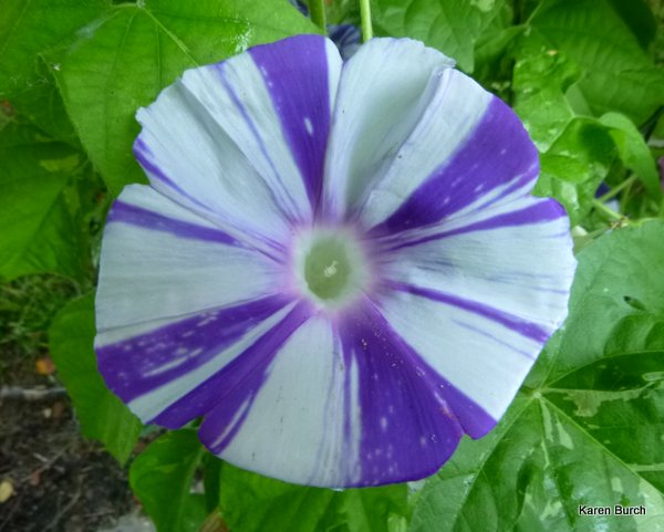 Hanahubuki XSazanami cross Japanese Morning Glory