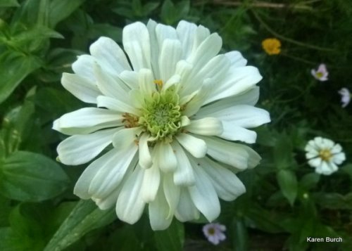 large white Cactus zinnia