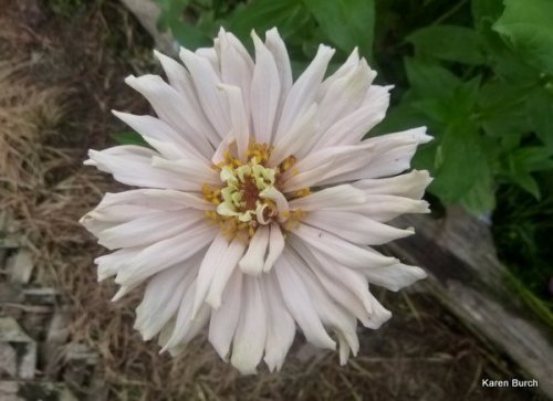 very light porcelain pink cactus zinnia