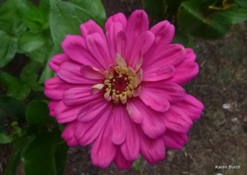 Large pink zinnia