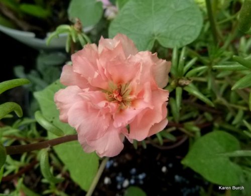 moss rose peach