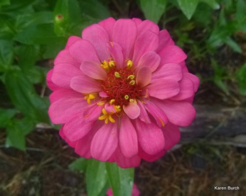 pink cut and come again zinnia