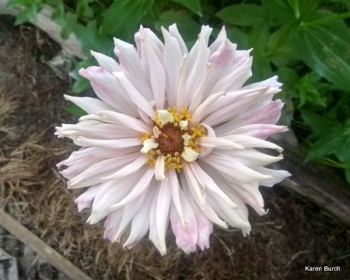 very light porcelain pink cactus zinnia