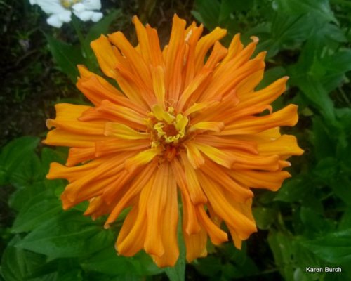 large orange cactus zinnia