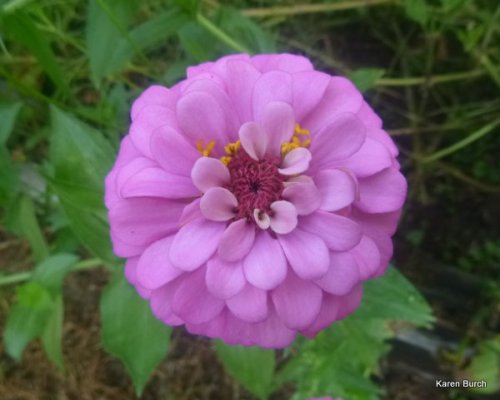 mauve cut and come again zinnia