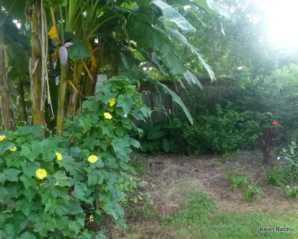 luffa gourd vine and banana tree bloom