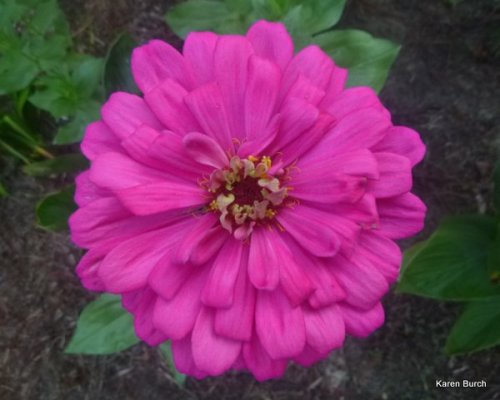 Large pink zinnia