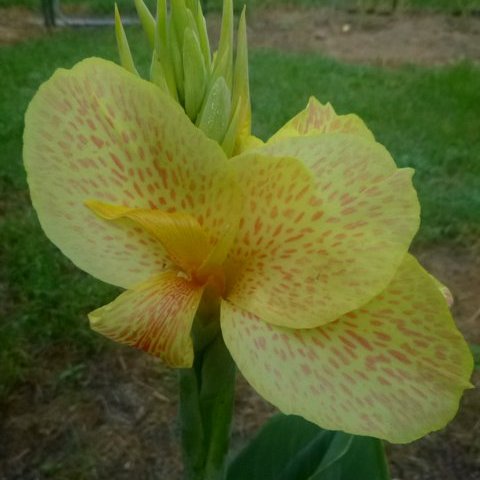 Canna seedling green leaf yellow spotted