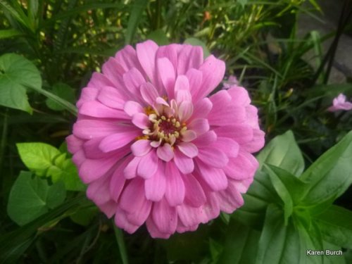Large Light Pastel pink zinnia