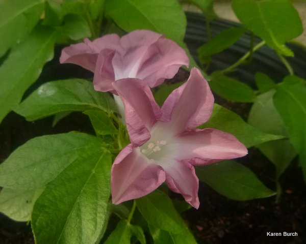 Japanese Morning Glory Kawaii chocolate dwarf trailing vine