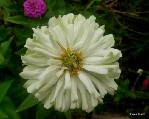 white cactus zinnia aging color changes