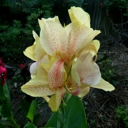 yellow spotted canna