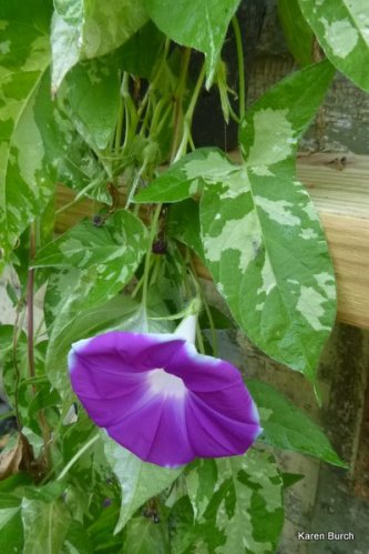 japanese morning glory shidare