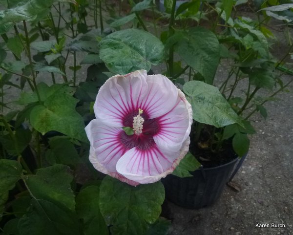 hardy hibiscus bloom heat stressed radiating raspberry center