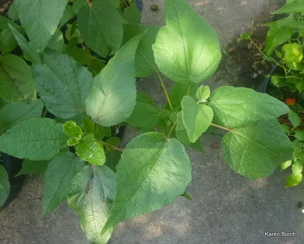 hardy hibiscus leaves glossy matte soft textures