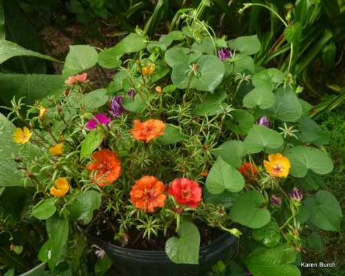 Red orange moss roses hige morning glories