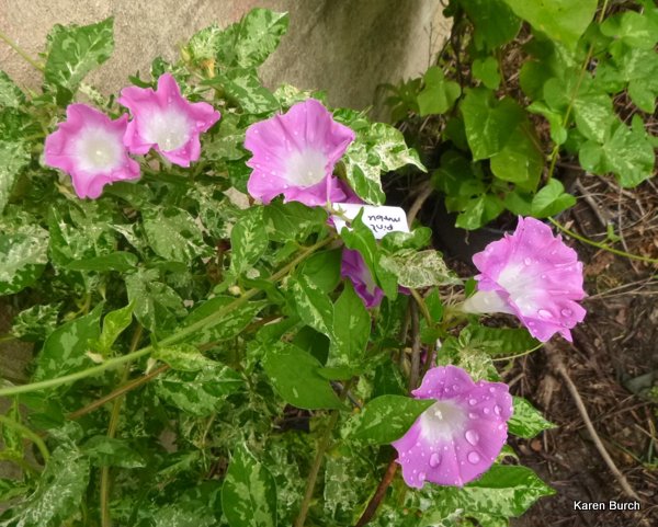 Japanese Morning Glory pink blooms miniature contracted variegated leaf