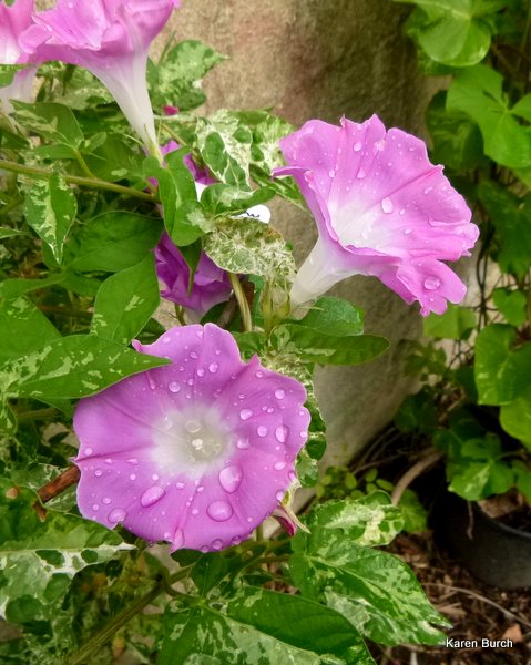 Japanese Morning Glory pink blooms miniature contracted variegated leaf