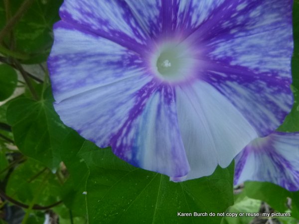 Japanese Morning Glory Tie Dye