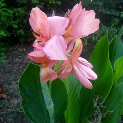 peach canna seedling