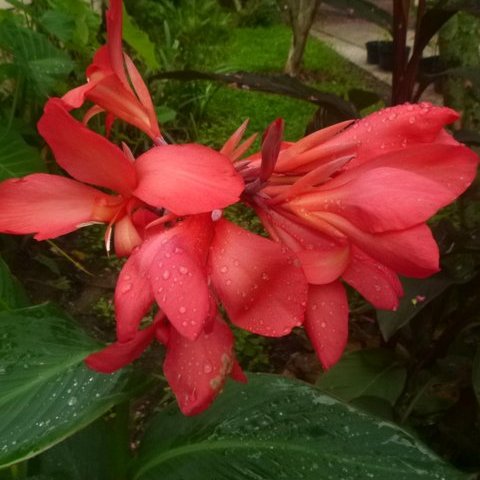 coral canna seedling