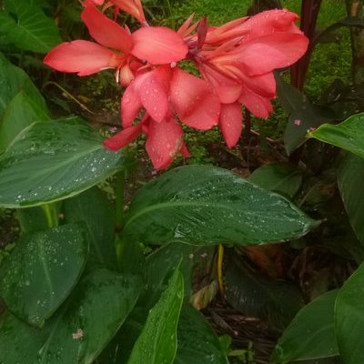 coral canna lily